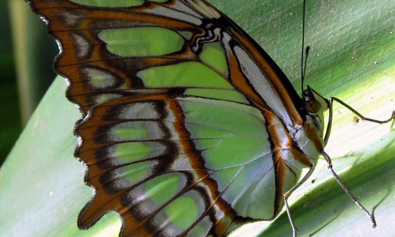 The Malachite Butterfly