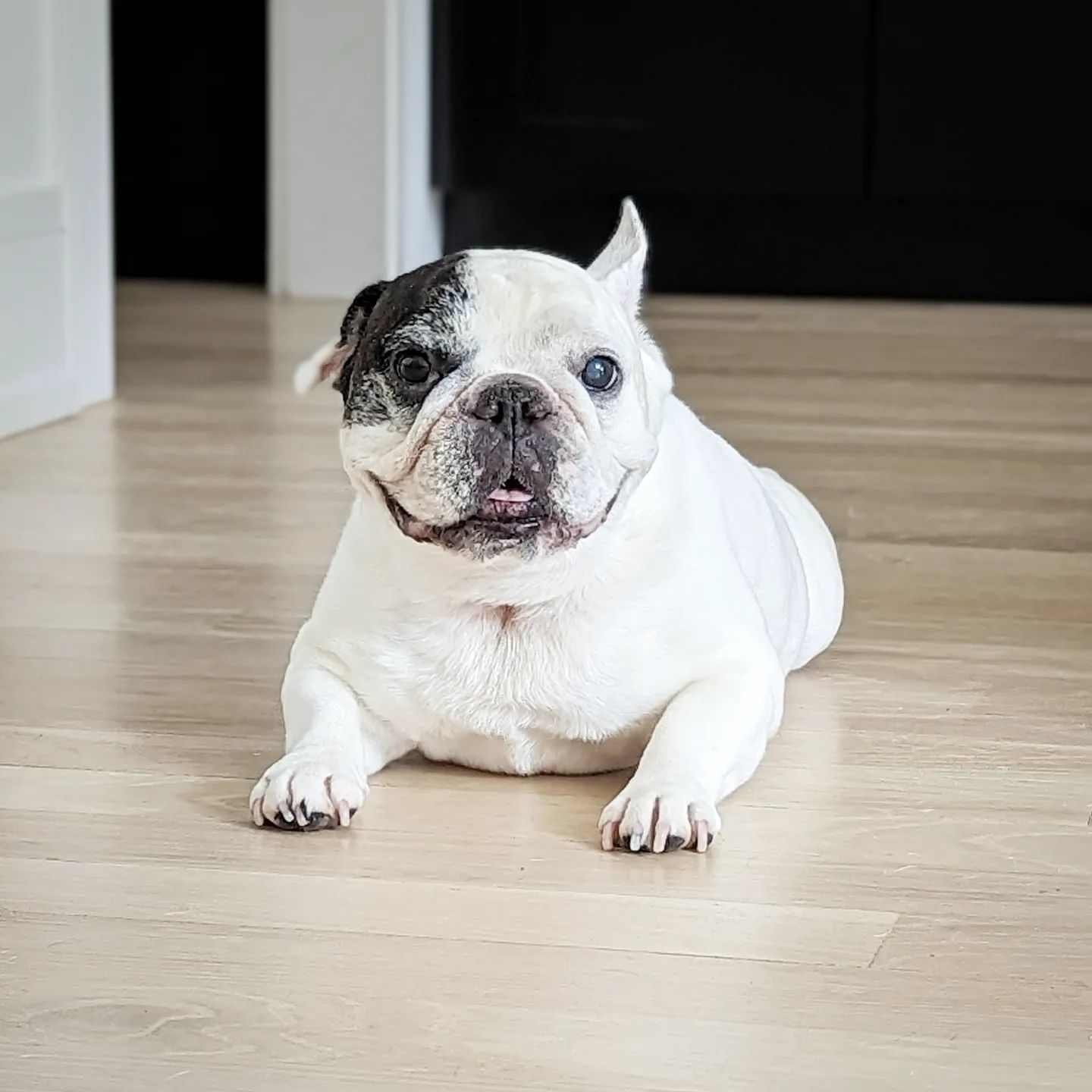Dog That Has Almost 10 Million Followers On Instagram - Manny the French Bulldog