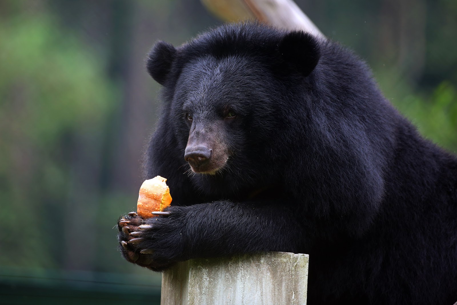 This NGO Is Fighting Bear Bile Farming, One Cage at a Time