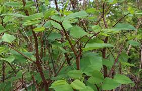 Invasive in the Spotlight: Japanese Knotweed | UNH Extension