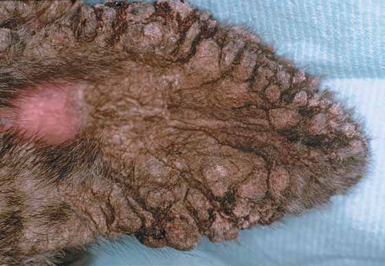 Severe pinnal crusting in a 10-month-old, female Akita with scabies