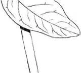 D:\0 wd yedek\acr yedek\1 film indirme\botanicheskaya_illyustraciya2_files\image039.jpg