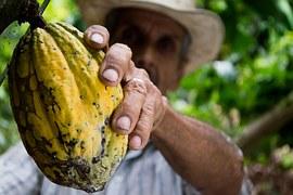 Cocoa, Man, Colombia, Peasant, Hand