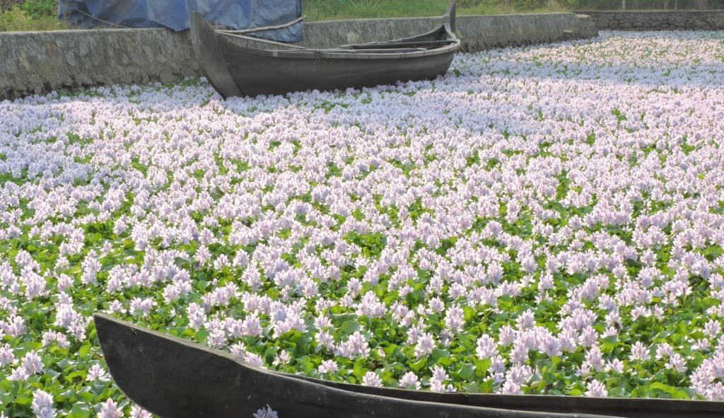 water hyacinth