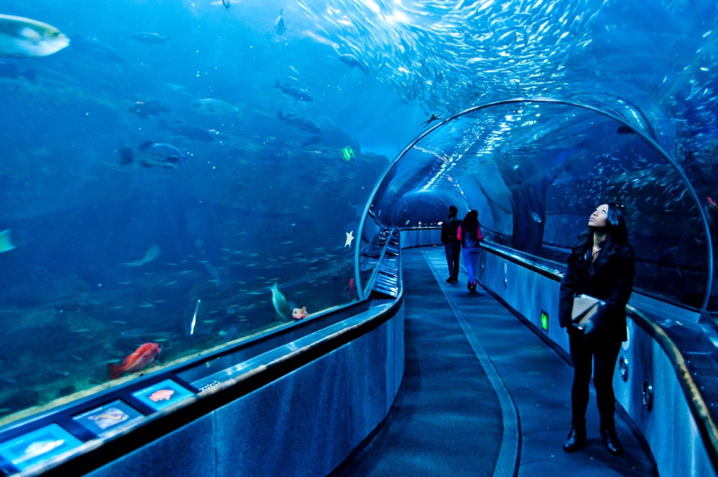 Картинки по запросу "aquarium of the bay san francisco"