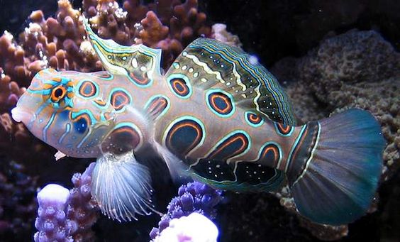 Blenny vs. Goby: What's the Difference?