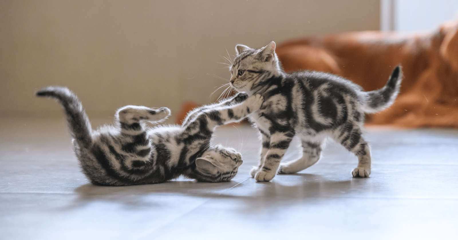 cute kittens play fighting