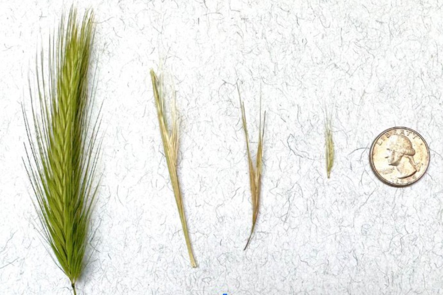 Identifying Foxtail Grass