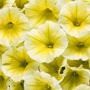 Supertunia® Limoncello - Petunia hybrid