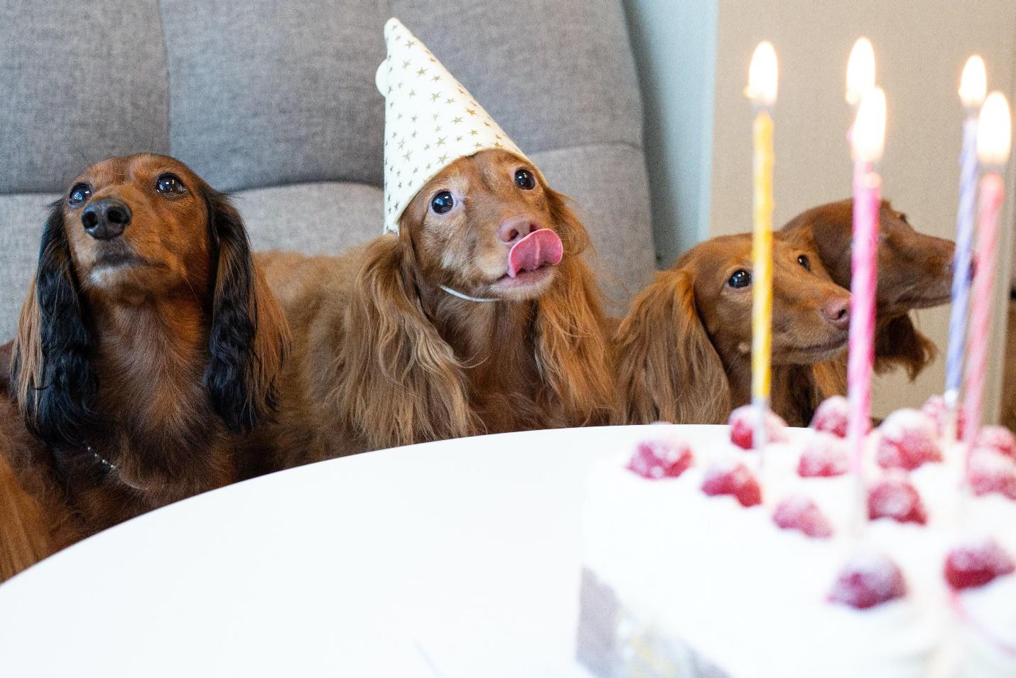 Buy Your Dog a Special Gift
