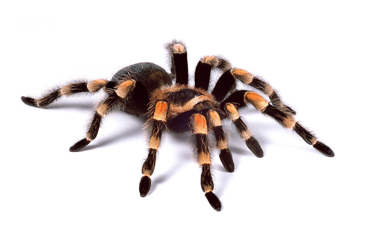 Tarantulas Migrating In Texas