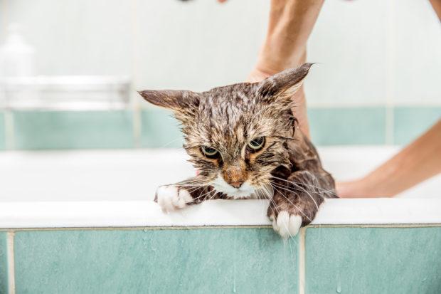 This cat got stuck in the washing machine for a full cycle, and ...