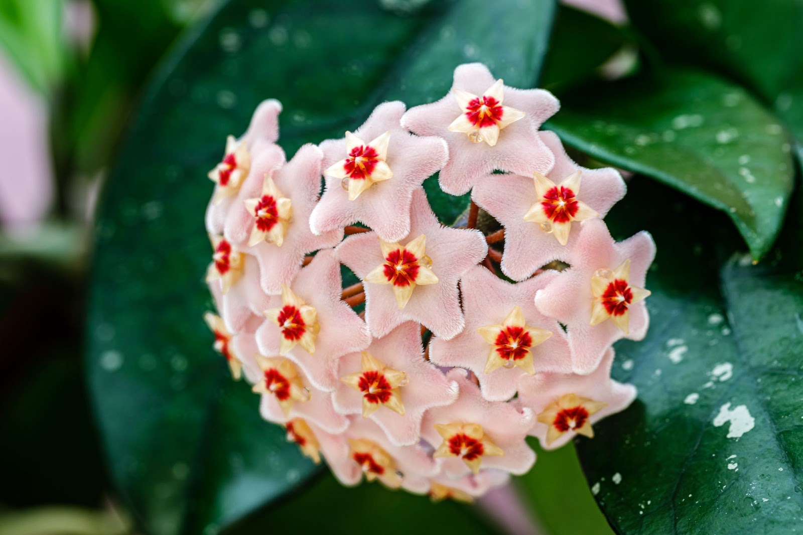 Pembe Renkli Mum Çiçeği