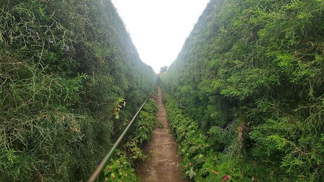 Labyrinth of Cafe Albania