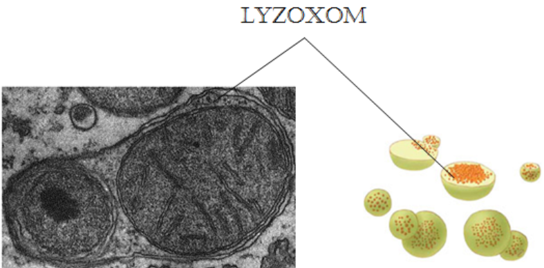 lyzoxom của tế bào nhân thực