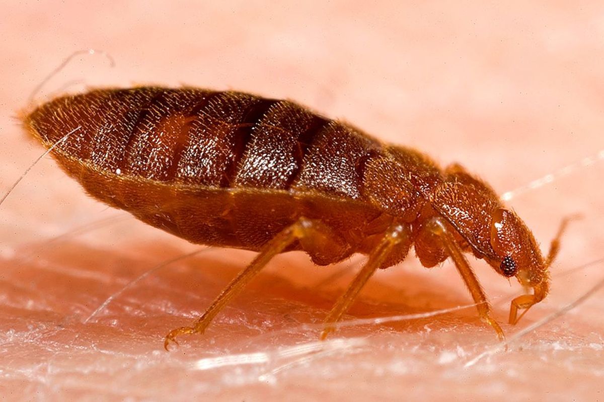 Steam Cleaning Temperature to Kill Bed Bugs