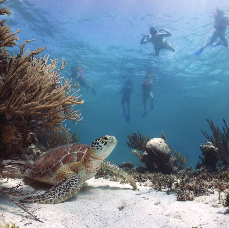 snorkelers swimming turtle in mexico