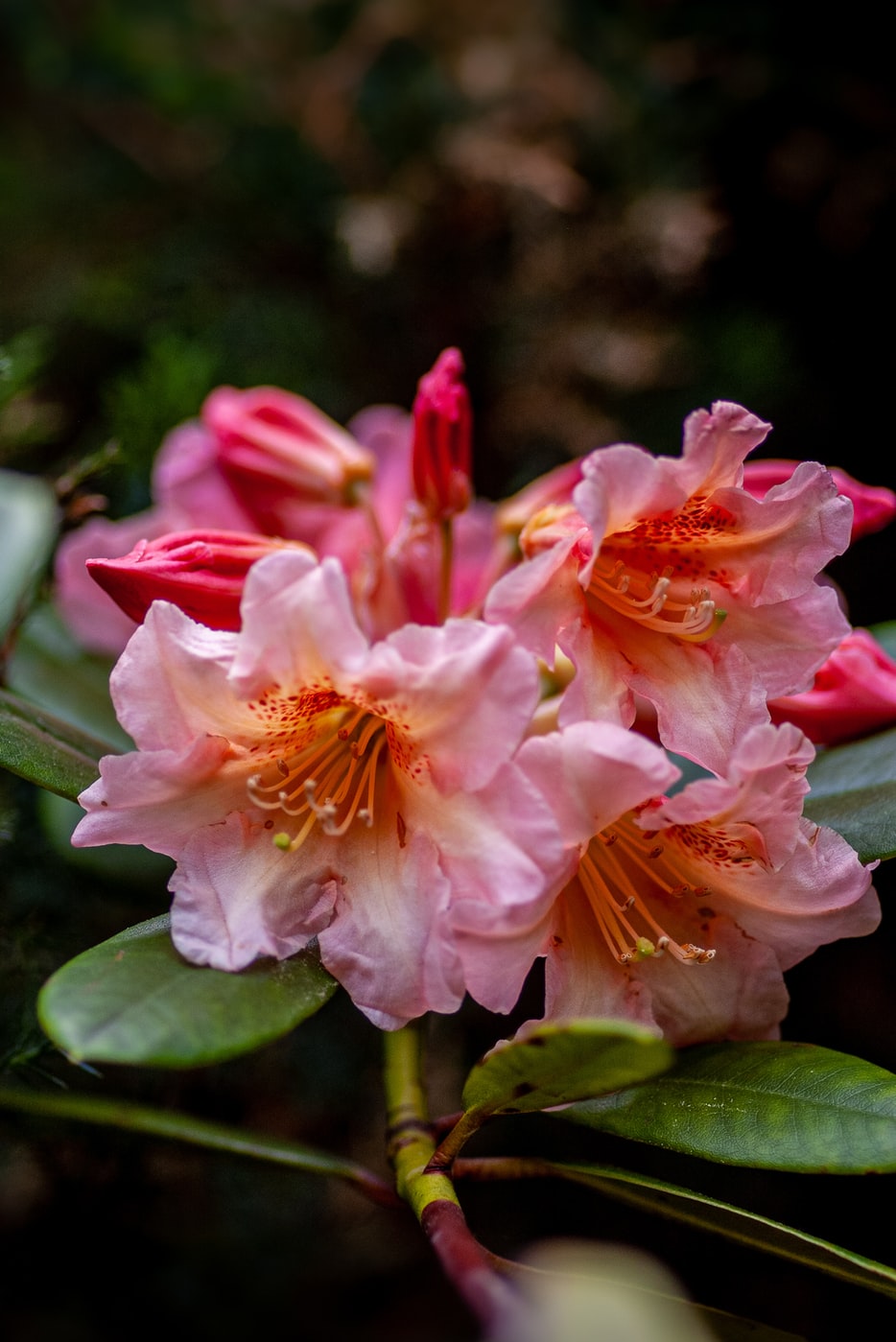 Wie schnell wächst Rhododendron?