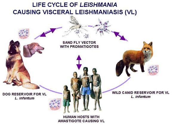 The life cycle of parasites causing visceral leishmaniasis (Courtesy of Dr. Carol Eisenberger and Prof. Yosef Schlein).