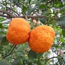 what do lime trees look like