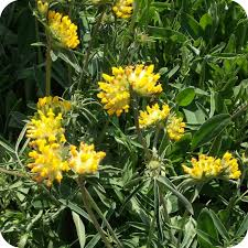 kidney vetch