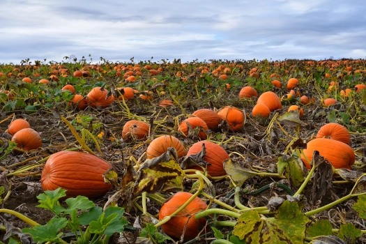 its time to harvest pumpkins