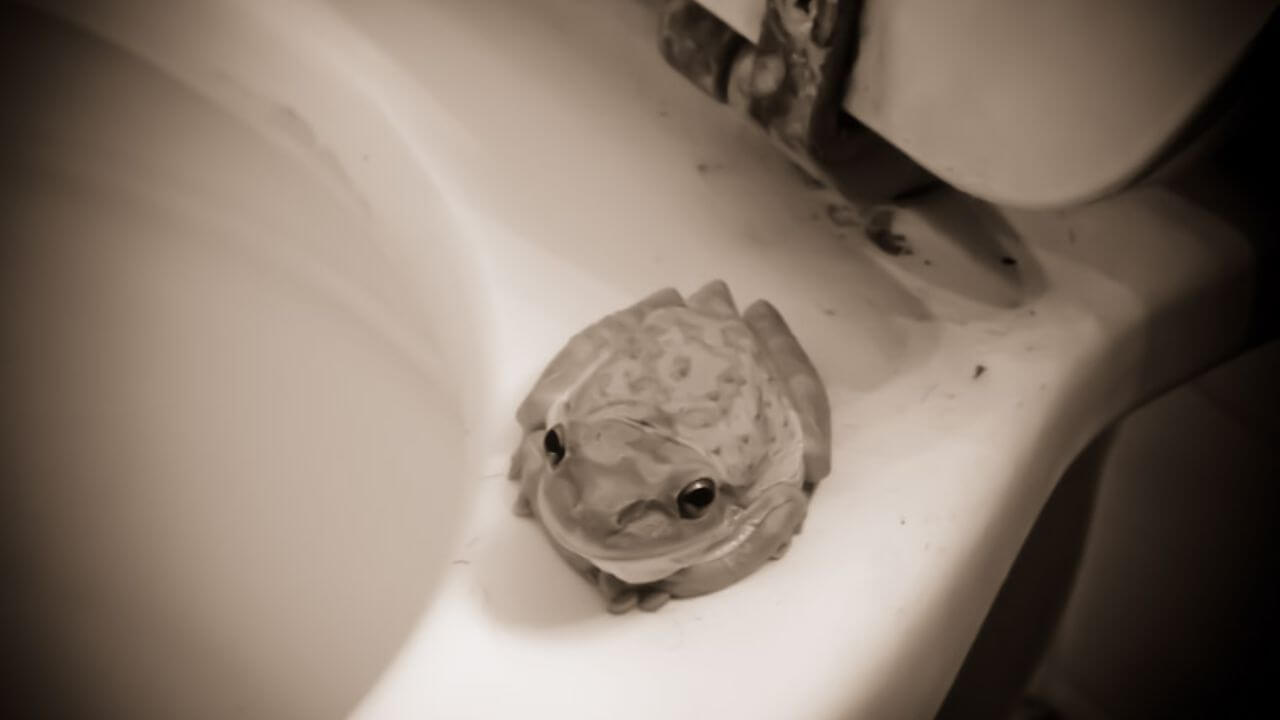 How To Prevent Frogs Appearing In Your Bathroom?