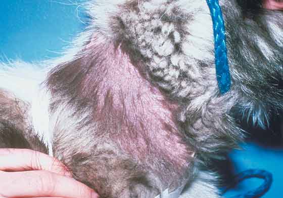 Growth hormone- responsive dermatosis in a 9-year-old, spayed Keeshond