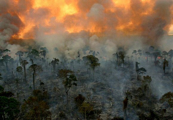 Image result for rainforest getting burnt down