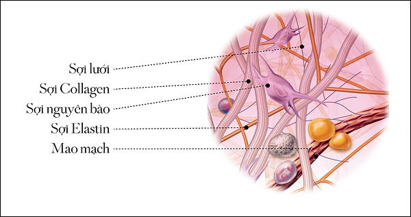 bổ sung collagen