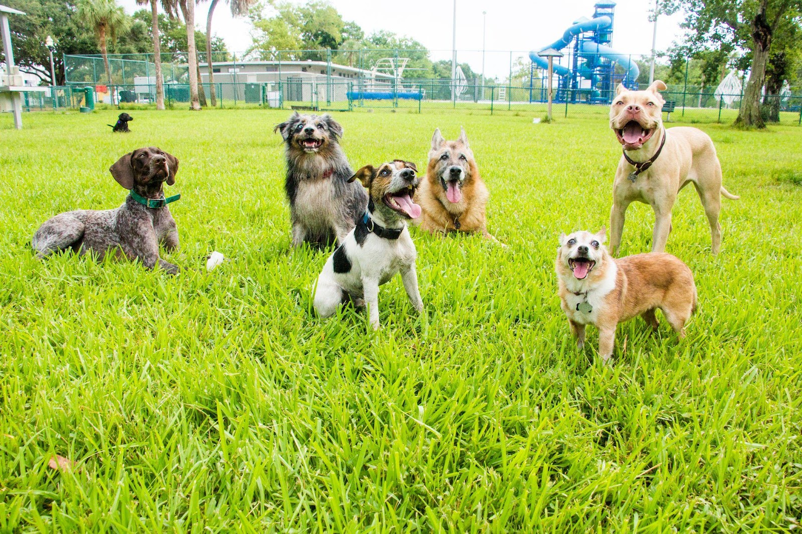 How to Keep Your Dog Safe at Your City's Dog Park