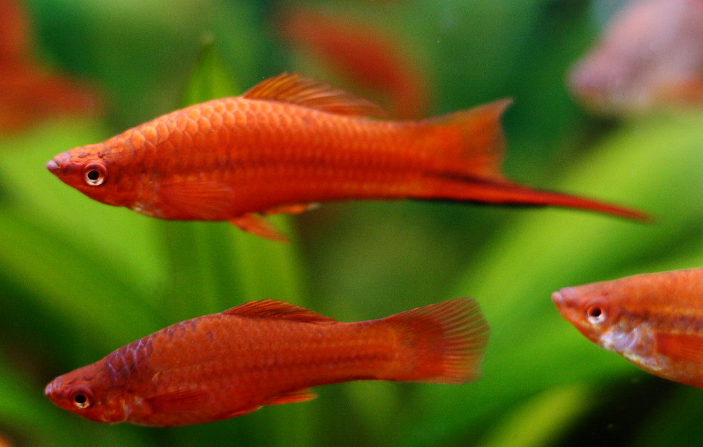 Male and female swordtail fish