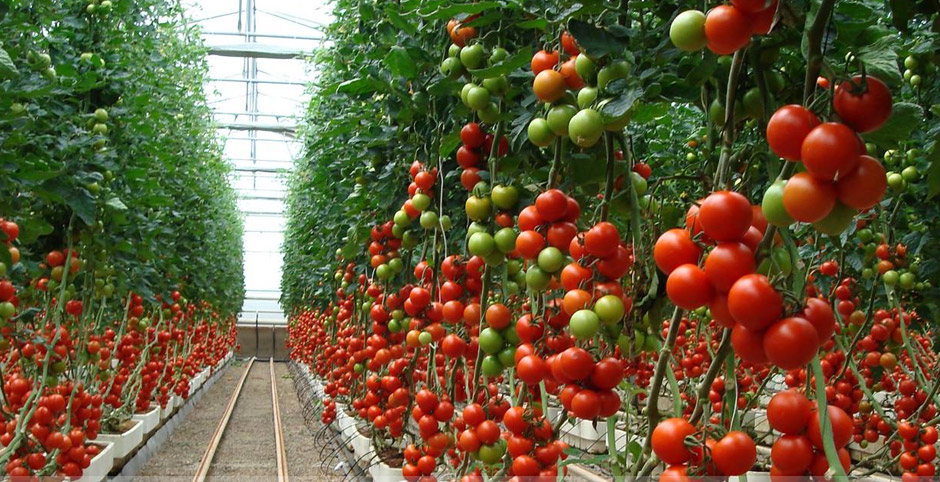 tomato plant in greenhouses