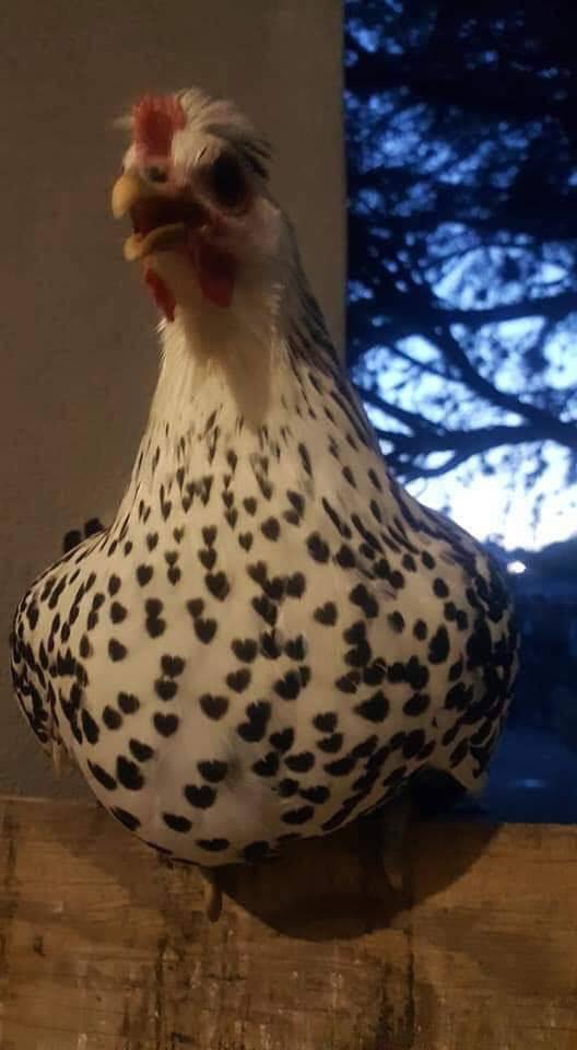 Photo of the famous Heart Hen