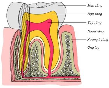 cấu tạo răng