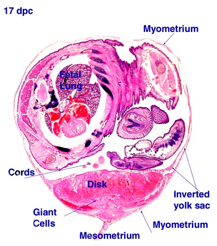 Cross-section of pregnant uterus with fetus inside at 17 dpc