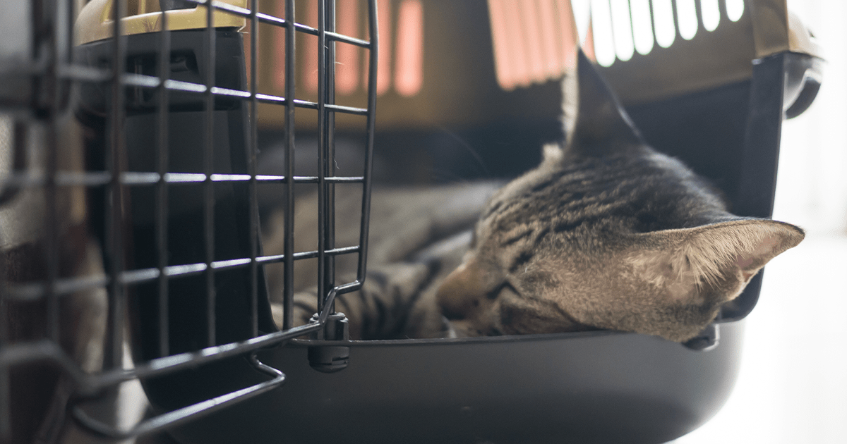 cat asleep in carrier