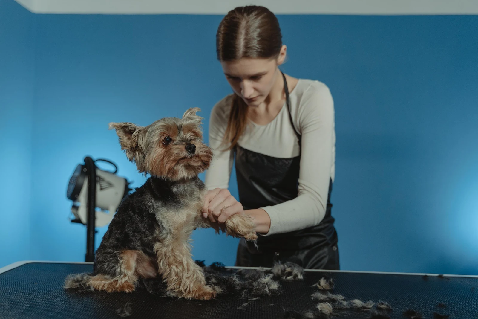 The 5 Best Dog Grooming Services Near Me (2022)
