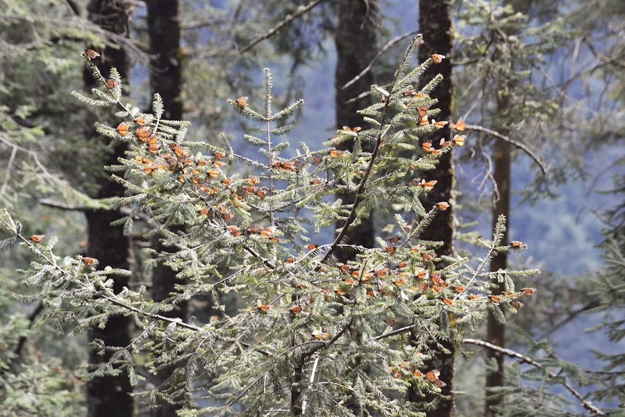 Мексика. И станут направления дорогами.