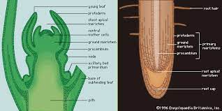 meristem | Definition, Function, Types, Examples, & Facts | Britannica