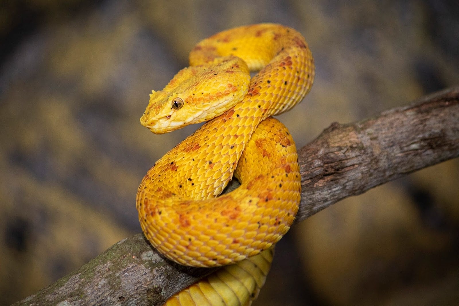 Eyelash Viper Snake