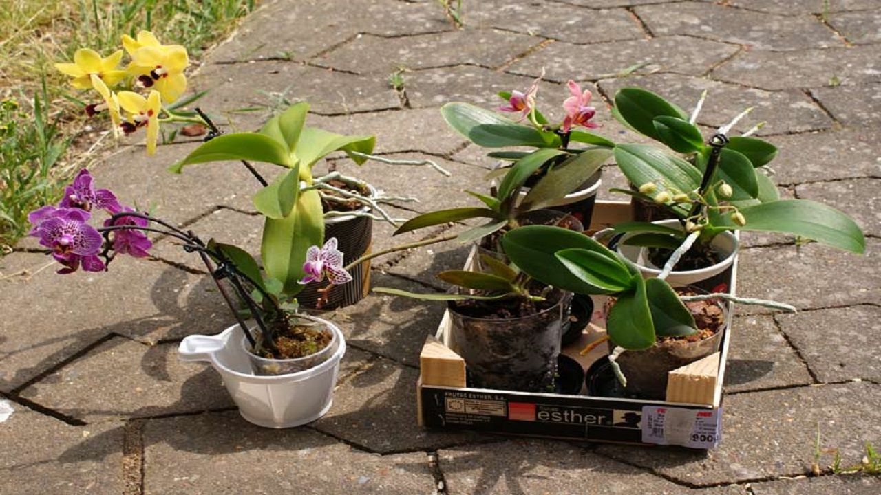 Moving Phalaenopsis Orchids Outdoors For The Summer
