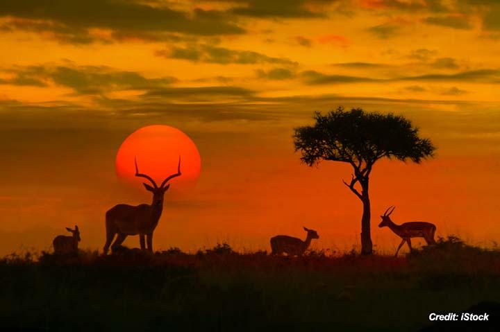 Impala Antelope Aspiration 2.jpg