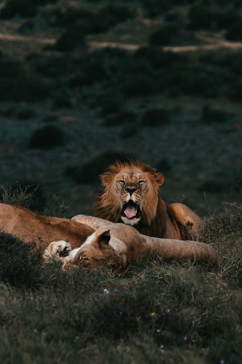 Wild lionesses and lion lying together representing ferocity 