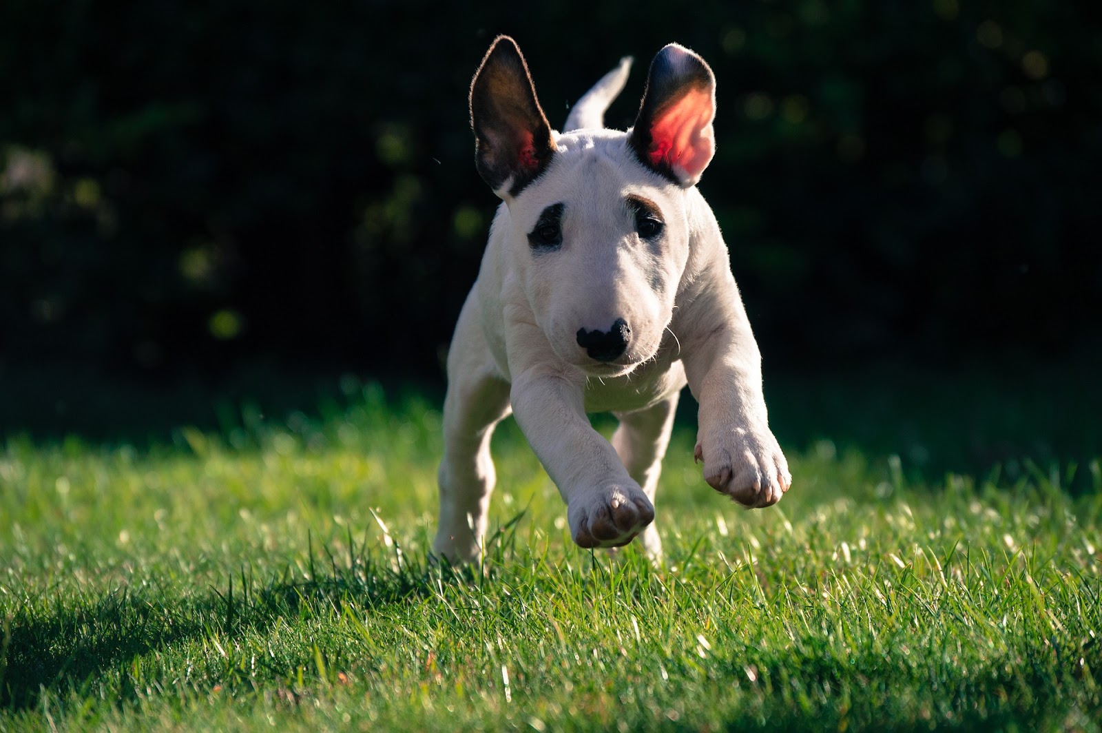 20 raças de cachorros mais 'estranhos' do mundo