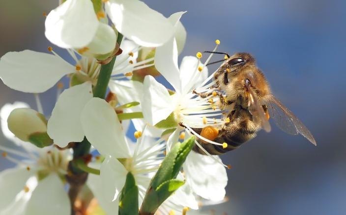 bee-on-cherry-blossom-1403010_960_720.jpg