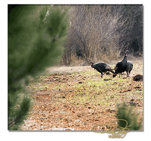 Wild turkey gobblers; listen to only a FEW spring gobblers.