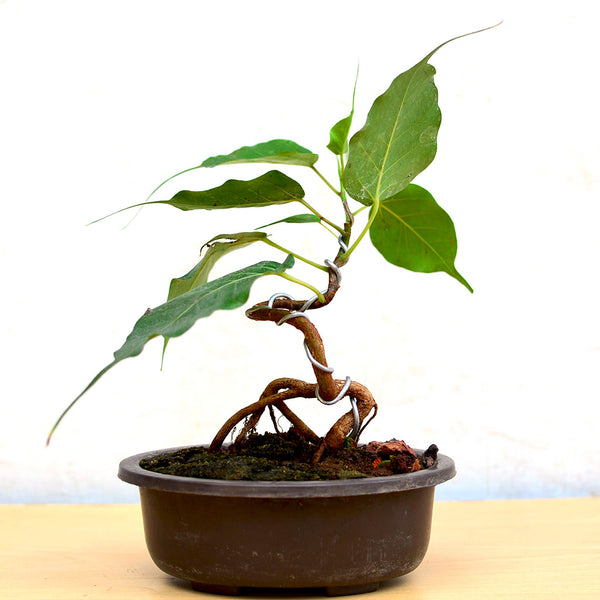 How to Grow and Care for Ficus Religiosa Bonsai (Bodhi Tree Bonsai)