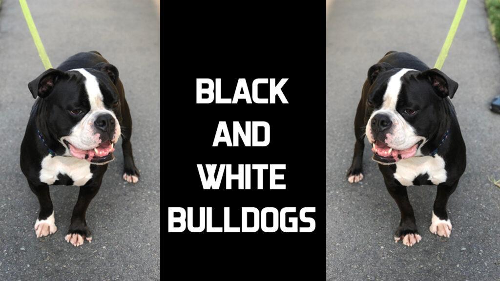 Bulldog Colors: Black and White English Bulldogs