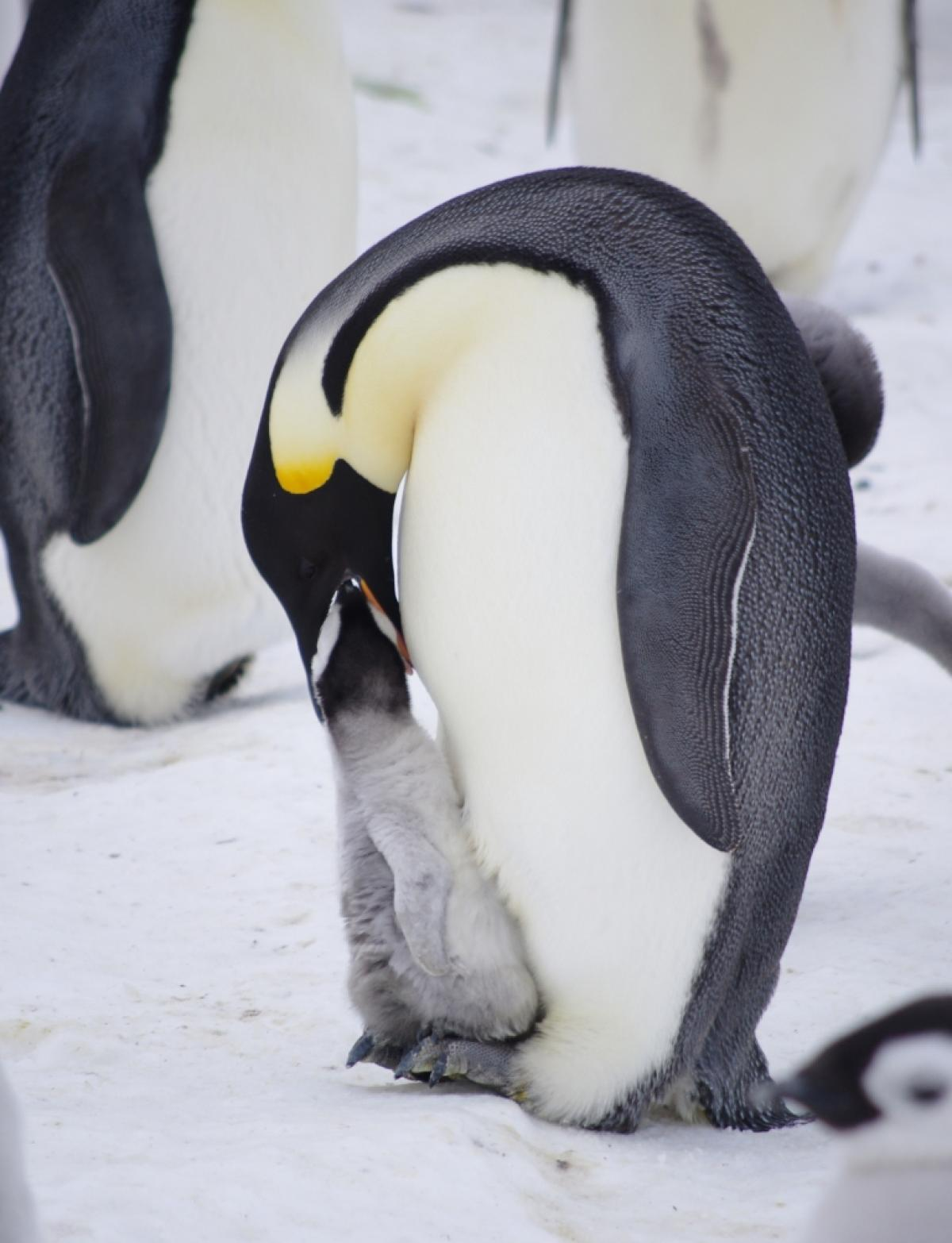 Do Penguins Make Milk? | The Surprising Fact Behind Crop Milk